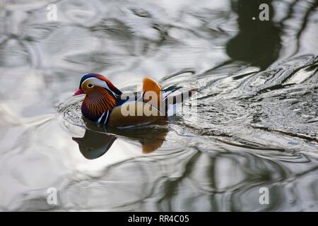 Mandarin Ente, Wildgeflügel und Feuchtgebiete Trust, London, Großbritannien. Stockfoto