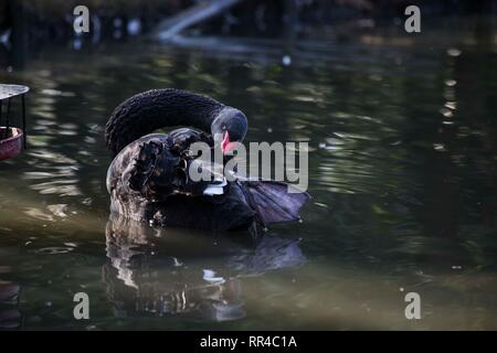Black Swan Pflege bei Wildvögeln und Feuchtgebiete Vertrauen. London, Großbritannien. Stockfoto