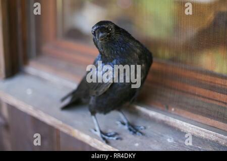 Nahaufnahme der Amsel/Crow. Chamonix, Frankreich Stockfoto