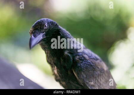 Nahaufnahme der Amsel/Crow. Chamonix, Frankreich Stockfoto