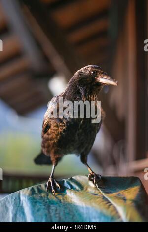 Nahaufnahme der Amsel/Crow. Chamonix, Frankreich Stockfoto