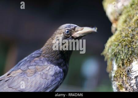 Nahaufnahme der Amsel/Crow. Chamonix, Frankreich Stockfoto