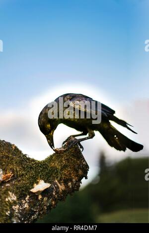 Nahaufnahme der Amsel/Crow. Chamonix, Frankreich Stockfoto