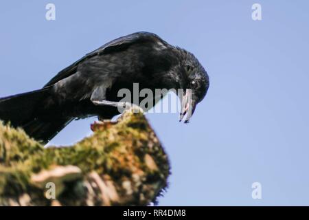 Nahaufnahme der Amsel/Crow. Chamonix, Frankreich Stockfoto