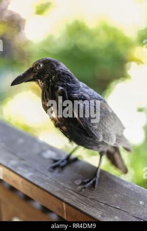 Nahaufnahme der Amsel/Crow. Chamonix, Frankreich Stockfoto