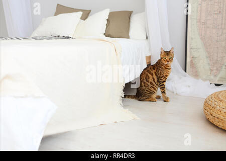 Bengal Katze mit grünen Augen in das Schlafzimmer in hellen Tönen Stockfoto