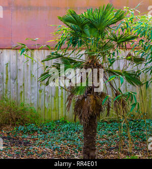 Kleine Palmen, tropischen Pflanzen für den Garten, exotische Gärten Stockfoto