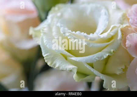 Schöne und sanfte rosa Blumen, Eustoma Lisianthus, Tulpe Enzian, eustomas. Close Up. Stockfoto