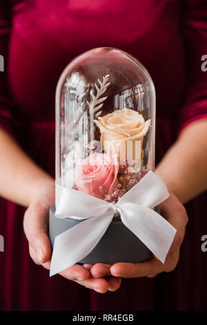 Womans Hände halten lang anhaltende Rosen in einer Glaskuppel. Stockfoto