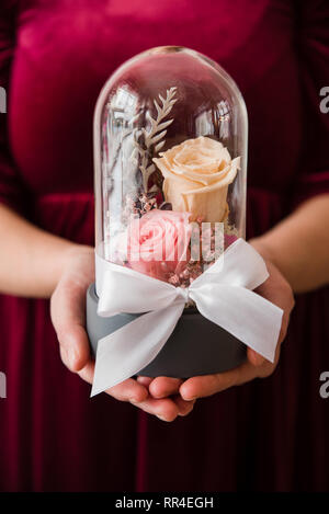 Womans Hände halten lang anhaltende Rosen in einer Glaskuppel. Stockfoto