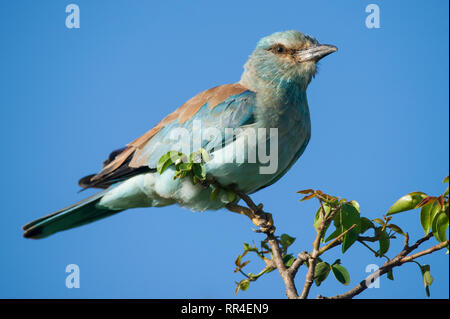 Blauracke Coracias Garrulus, Krüger Nationalpark, Südafrika Stockfoto