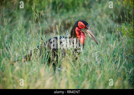 Südliche Hornrabe, Bucorvus Leadbeateri, Krüger Nationalpark, Südafrika Stockfoto