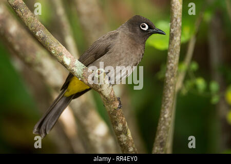 Cape bulbul, Pycnonotus capensis, Wildnis, Südafrika Stockfoto