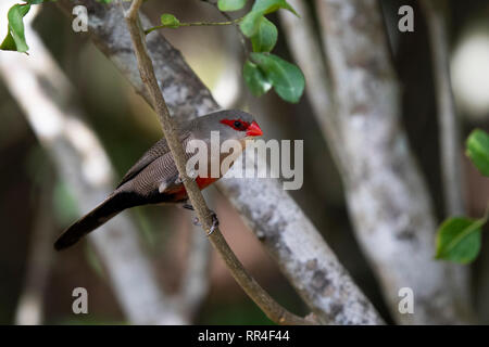 Common waxbill, Estrilda astrild, Wildnis, Südafrika Stockfoto