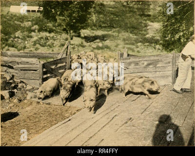 . Über die Farm;. Valley View Farm, New Boston, N.H. [aus dem alten Katalog]. Schweine drängen AUF DAS TOR DER FÜTTERUNG - TRÖGE.. Schweine DURCH DAS GATE HETZEN NUR eröffnet durch die Telefonzentrale. Bitte beachten Sie, dass diese Bilder sind von der gescannten Seite Bilder, die digital für die Lesbarkeit verbessert haben mögen - Färbung und Aussehen dieser Abbildungen können nicht perfekt dem Original ähneln. extrahiert. Whipple, J.R., Company, Boston, [aus dem alten Katalog]. Boston, Mass, Bedruckt für J.R. Whipple Unternehmen Stockfoto