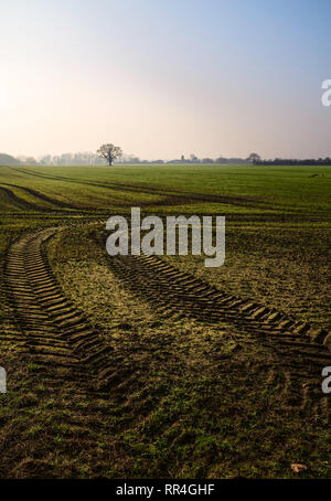 Blick über landwirtschaftliche Landschaft von Hafer und Weizen mit traktorspuren auf feinem misty Frühling Morgen unter blauem Himmel in Beverley, Yorkshire, Großbritannien. Stockfoto