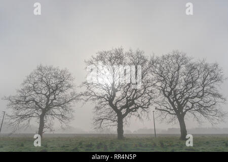 Warrington, Cheshire, UK. 24 Feb, 2019. 24-02-19 Das Wetter gab einem nebligen Morgen in Grappenhall Heys in der Nähe von Warrington, Cheshire, England. Einen sonnigen Tag hatte prognostiziert, aber es dauerte eine Weile, um den Nebel in die Landschaft Credit: John Hopkins/Alamy Leben Nachrichten brennen Stockfoto