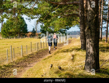 John Muir Country Park, Dunbar, East Lothian, Schottland, Vereinigtes Königreich, Februar 2019. Ein Paar, das an einem ungewöhnlich warmen, sonnigen Wintertag auf einem Waldweg aus Schotten-Kiefern neben einem eingezäunten Feld läuft Stockfoto