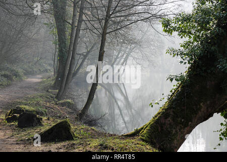 Lovers Walk, Matlock Bath Derbyshire, Großbritannien. 24. Februar 2019. Entlang Lovers Walk in der wundervoll atmosphärischen Nebel. Credit: Robert Slater/Alamy leben Nachrichten Stockfoto