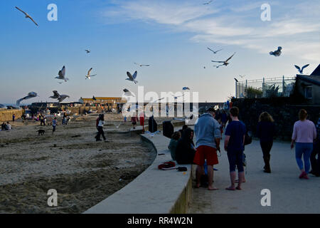 Lyme Regis, Dorset. 24. Feb 2019. UK Wetter. Seagull Beach Scavenger nach einem Fisch und Chips BOX in voller Mülleimer auf der Küste von Lyme Regis in Dorset/Foto links: Robert Timoney/Alamy/Live/Aktuelles Stockfoto