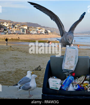 Lyme Regis, Dorset. 24. Feb 2019. UK Wetter. Seagull Beach Scavenger nach einem Fisch und Chips BOX in voller Mülleimer auf der Küste von Lyme Regis in Dorset/Foto links: Robert Timoney/Alamy/Live/Aktuelles Stockfoto