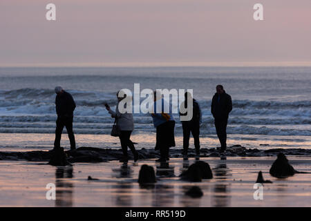 Borth, Ceredigion, Wales, Großbritannien, 24. Februar 2019 UK Wetter: Menschen genießen die warmen Abend, wie Sie an der prähistorischen Blick unter Wasser Wald entlang Borth Strand, Ceredigion, Wales. Credit: Ian Jones/Alamy Leben Nachrichten. Stockfoto