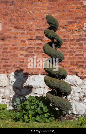 Garten Formgehölze, spiralförmig abgeschnitten Sträucher gegen die Wand der Kirche der heiligen Petrus und Paulus in Krakau, Polen Stockfoto