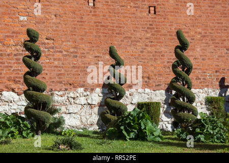 Garten Formgehölze, spiralförmig abgeschnitten Sträucher gegen die Wand der Kirche der heiligen Petrus und Paulus in Krakau, Polen Stockfoto