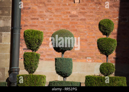 Garten Formgehölze, abgeschnittene Hecken an der Kirche der heiligen Petrus und Paulus in Krakau, Polen Stockfoto