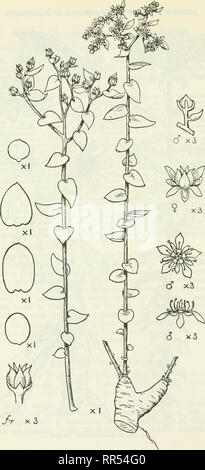 . Ein Konto der Gattung Sedum wie in Anbau gefunden. Sedum; Crassulaceae. Abb. 16.- S. bupleuroides Wallich.. Bitte beachten Sie, dass diese Bilder sind von der gescannten Seite Bilder, die digital für die Lesbarkeit verbessert haben mögen - Färbung und Aussehen dieser Abbildungen können nicht perfekt dem Original ähneln. extrahiert. Praeger, R. Lloyd (Robert Lloyd), 1865-1953. Lehre [Ger. ] J. Cramer; New York, Stechert-Hafner Service Agentur Stockfoto
