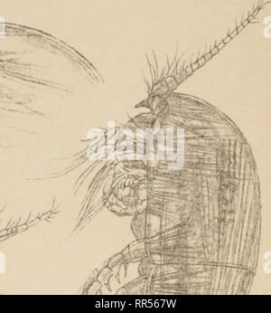 . Ein Konto der Crustacea von Norwegen, mit kurzen Beschreibungen und Abbildungen aller Arten. Crustacea - Norwegen. .. /Oder. Bitte beachten Sie, dass diese Bilder sind von der gescannten Seite Bilder, die digital für die Lesbarkeit verbessert haben mögen - Färbung und Aussehen dieser Abbildungen können nicht perfekt dem Original ähneln. extrahiert. Sars, G.O. (Georg Ossian), 1837-1927. Christiania, Kopenhagen, A. Cammermeyer Stockfoto