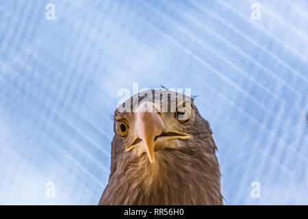 Detaillierte Ansicht eines weißen Seeadler Kopf, eine typische Eurasischen Adler, Haliaeetus albibilla Stockfoto