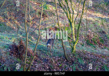 Reh Reh im Wald Stockfoto