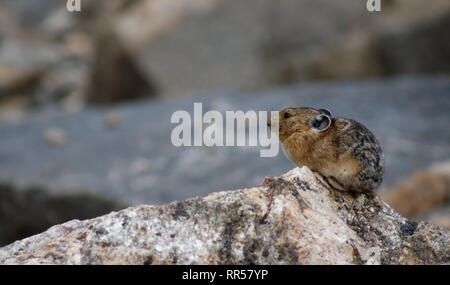 Die kleine süße Pika findet seine Heimat weit über die Baumgrenze im Rocky Mountain National Park, Colorado Stockfoto