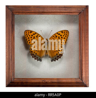 Schmetterling Childrena childreni in Rahmen auf weißem Hintergrund. Stockfoto