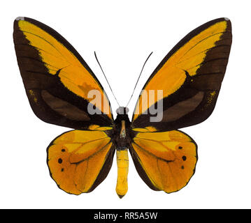 Schmetterling Ornithoptera croesus lydius auf weißem Hintergrund. Stockfoto