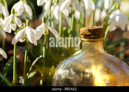 Frische Schneeglöckchen in der Wildnis in der Nähe auf Augenhöhe, mit einem alten Glasflasche, wenn Sie früh morgens das Sonnenlicht. Ausblicke auf die Landschaft. Stockfoto