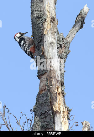 Weiß-backed Woodpecker Stockfoto