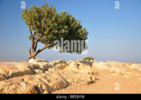 Johannisbrotbaum - das einzige auf Arbel cliff Plateau, beliebten Touristenort im Norden Israels. Stockfoto