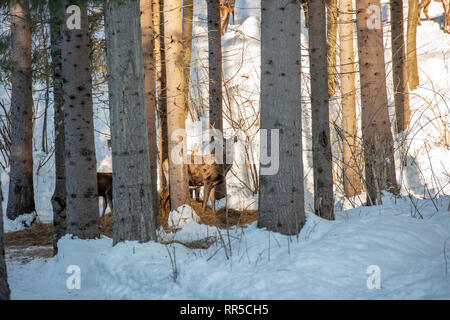 Herde von großer Hirsch (Cervus Elaphus), Rotwild, umgeben von Herde von HINDEN. Edle Hirsche, versteckt im Wald der Karpaten im Winter Stockfoto