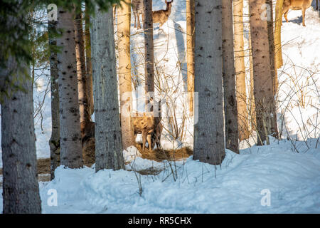 Herde von großer Hirsch (Cervus Elaphus), Rotwild, umgeben von Herde von HINDEN. Edle Hirsche, versteckt im Wald der Karpaten im Winter Stockfoto