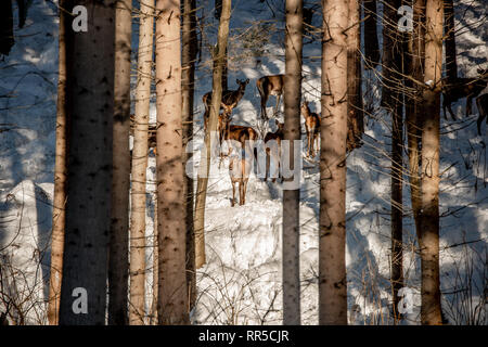 Herde von großer Hirsch (Cervus Elaphus), Rotwild, umgeben von Herde von HINDEN. Edle Hirsche, versteckt im Wald der Karpaten im Winter Stockfoto