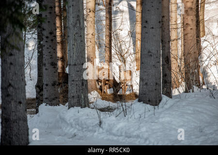 Herde von großer Hirsch (Cervus Elaphus), Rotwild, umgeben von Herde von HINDEN. Edle Hirsche, versteckt im Wald der Karpaten im Winter Stockfoto