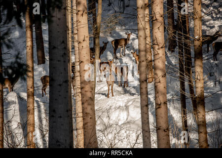 Herde von großer Hirsch (Cervus Elaphus), Rotwild, umgeben von Herde von HINDEN. Edle Hirsche, versteckt im Wald der Karpaten im Winter Stockfoto