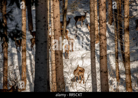 Herde von großer Hirsch (Cervus Elaphus), Rotwild, umgeben von Herde von HINDEN. Edle Hirsche, versteckt im Wald der Karpaten im Winter Stockfoto
