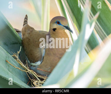 Eine schöne Bräune Farben Weiß winged Taube, mit einem leuchtend rote Augen und einem blauen Auge ring, sitzt geduldig auf einem Nest tief in einem silbernen bismarckia Palm ausgeblendet Stockfoto