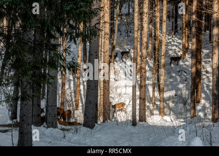 Herde von großer Hirsch (Cervus Elaphus), Rotwild, umgeben von Herde von HINDEN. Edle Hirsche, versteckt im Wald der Karpaten im Winter Stockfoto