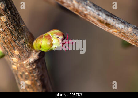 Makroaufnahme einer weiblichen Blüte einer Haselnuss (Corylus avellana) in der Sonne Stockfoto