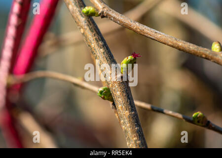 Makroaufnahme einer weiblichen Blüte einer Haselnuss (Corylus avellana) in der Sonne Stockfoto