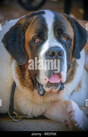 Porträt einer St. Bernard Stockfoto